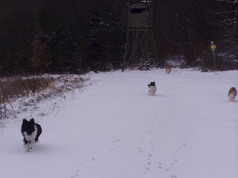 A tohle už je dovádění na sněhu v Ježkovicích... jupí paničko, jsme šťastní :-)