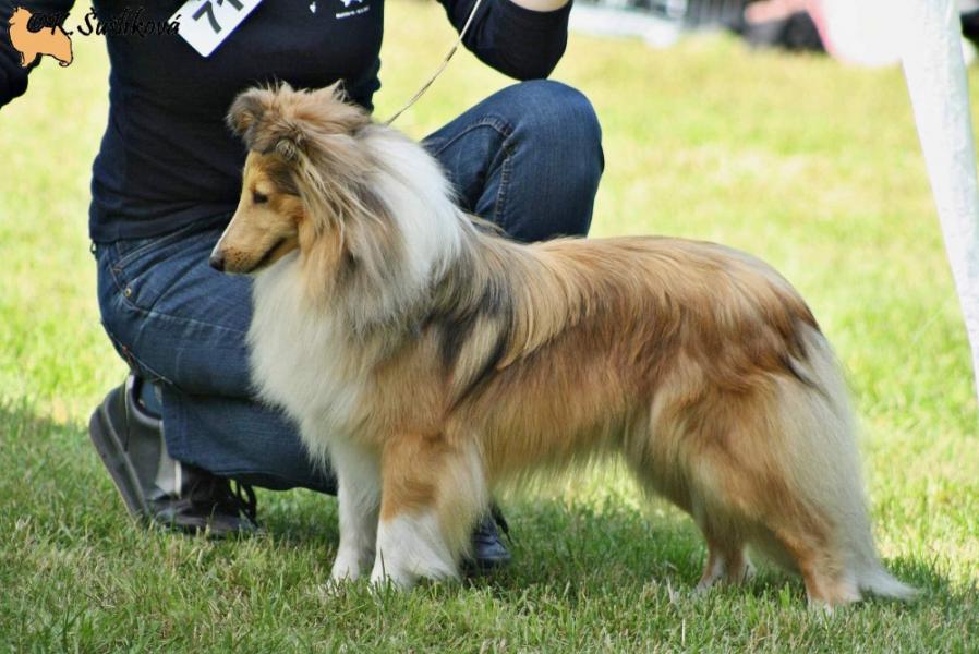 KV Chropyně, Odetka Chancy Remus, třída mladých, výborná (z osmi fen)