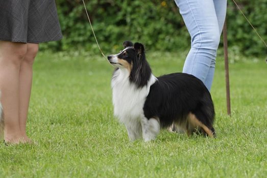 Pretty Fairytel Chancy Remus KV Humpolec, fenka v dobré srsti, v úžasné kondici,s hezkým hodnocením,  přesto jen VD. 
